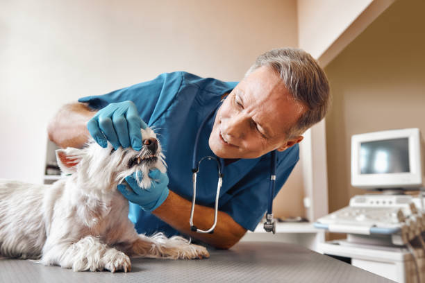 Best Emergency Dental Extractions in Woodbury Center, CT